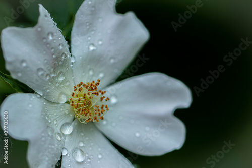white flower with dew drops