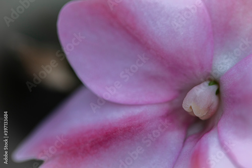 close up of pink flower
