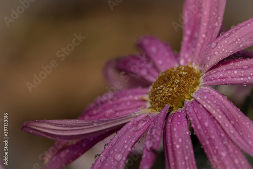 close up of a flower