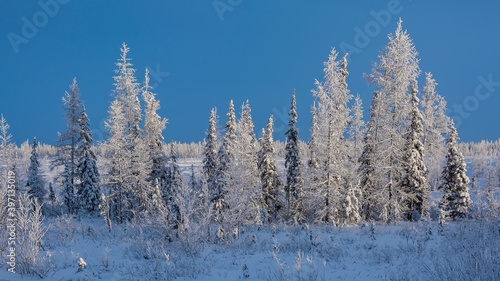 Against the background of a blue sky, a group of trees in a winter taiga forest covered with snow. Fabulous landscape. Background image of the winter nature of the Far North