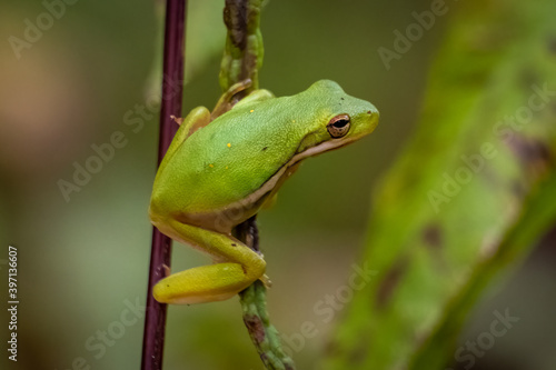 A Green Tree Frog (Hyla cinerea). Raleigh, North Carolina.