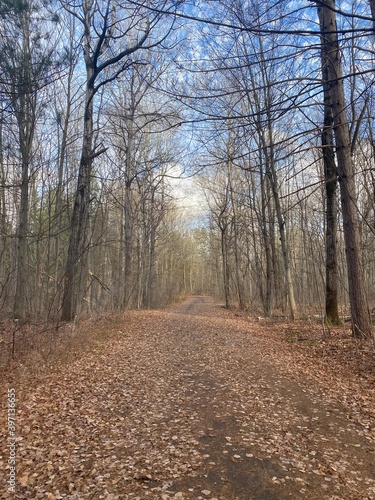 path in the woods in Ottawa 