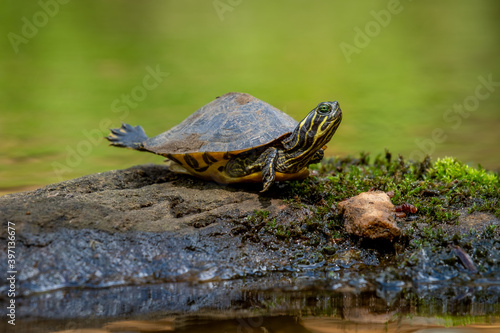 A juvenile Eastern River Cooter (Pseudemys concinna concinna) stretches out in the sun. Raleigh, North Carolina.