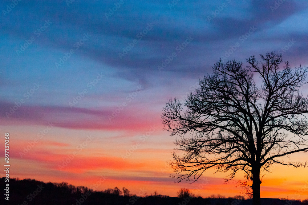 Silhouette of a large oak tree against an evening sky that is blue, pink, purple, and orange