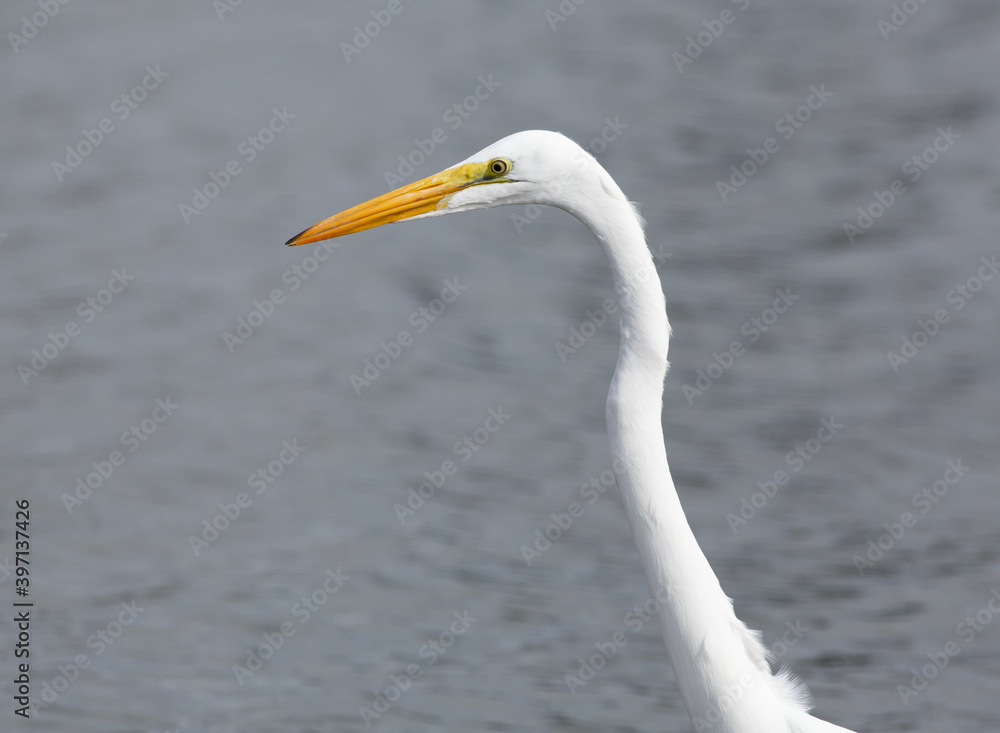 heron heron