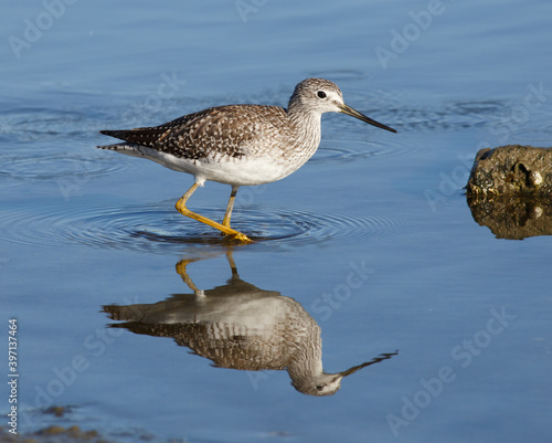 Greater Yellowlegs Wading in a Pond