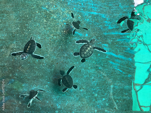 Close up view of little green turtles swimming inside a nursery at Batu Feringghi photo