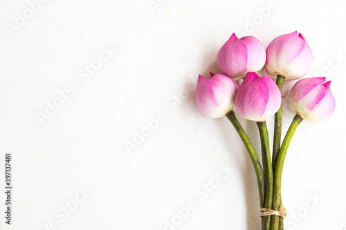 Fototapeta Naklejka Na Ścianę i Meble -  coloful pink flowers lotus arrangement flat lay postcard style on background white 