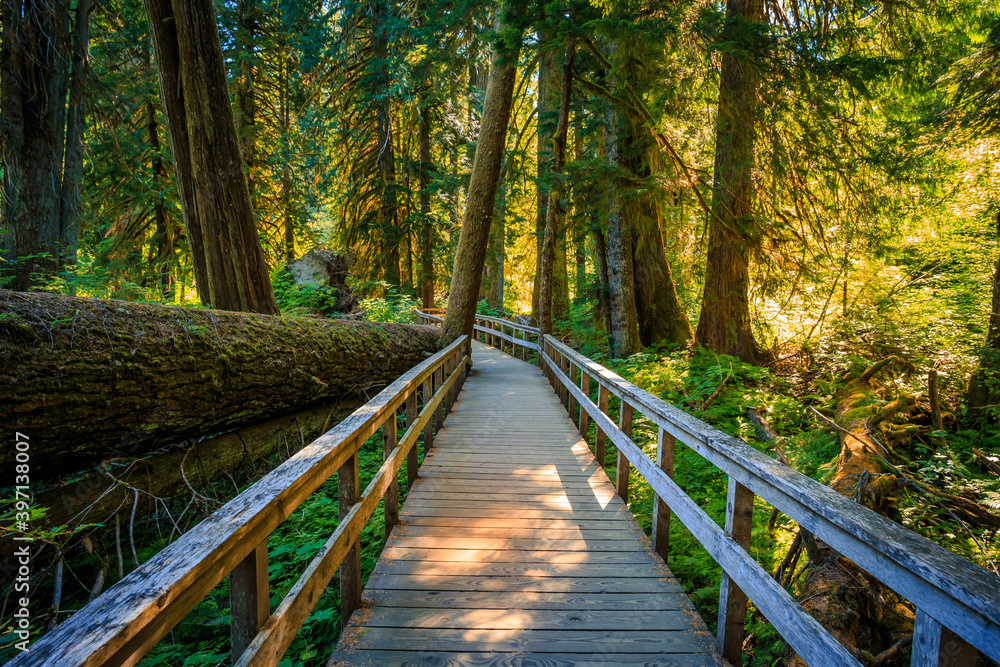 Fototapeta premium Suspension Bridge to the Grove of the Patriarchs, Mount Rainier National Park, Washington
