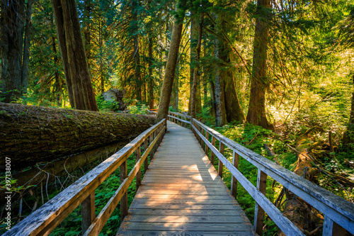 Suspension Bridge to the Grove of the Patriarchs  Mount Rainier National Park  Washington