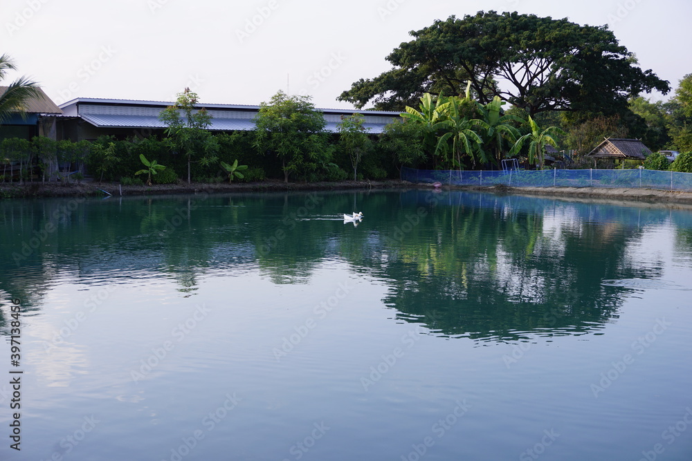 Two ducks playing in the canal