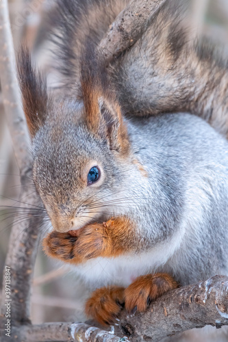 The squirrel with nut sits on a fir branches in the winter or late autumn