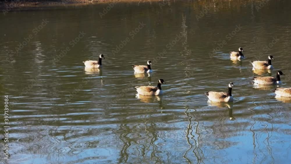 Gimbal shot of Canadian geese swimming in lake reflecting landscape Gimbal shot of Canadian geese swimming in lake reflecting landscape