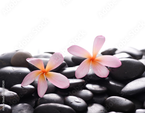 Pink two frangipani, close up with,black zen stones