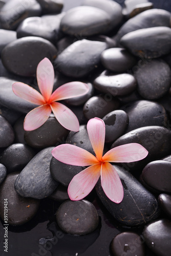 Pink two frangipani  close up with black zen stones