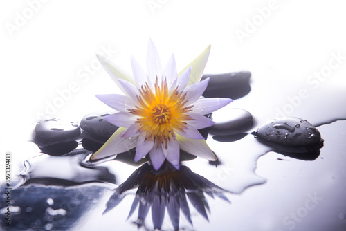 spa still life of with lily and zen black stones  wet background