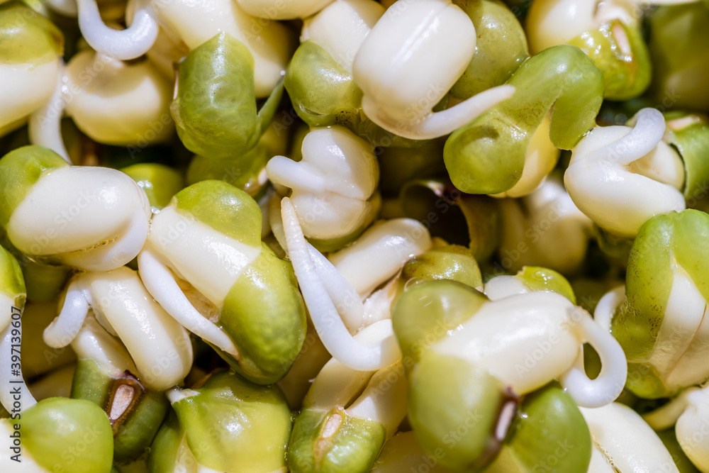 Sprouts or seedlings of mung beans in a bowl, close up. Sprouts or seedlings of mung beans in a bowl, close up.