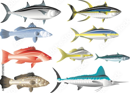 Vector - Marine Fish, Tuna, Snapper, Mackerel, Grouper, Marlin, Barramundi And Amberjack