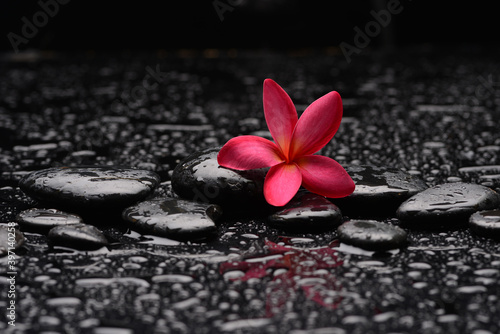 still life of with  red frangipani and zen black stones  wet background 