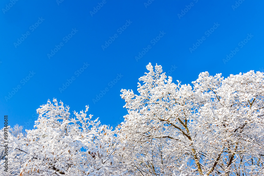 White snow covered tree tops with bright blue background