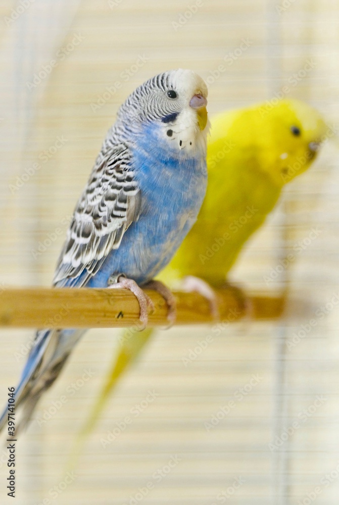 Zwei Wellensittiche sitzen nebeneinander auf einer Holzstange, schwache Tiefenschärfe Stock