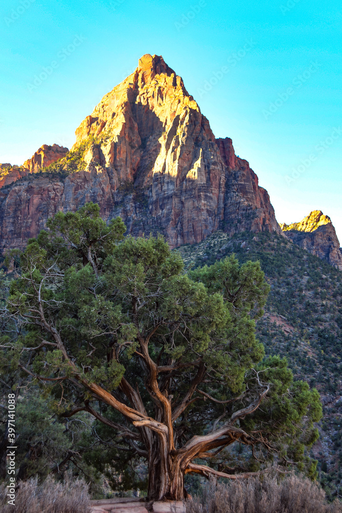 Naklejka premium Twisted Tree at Zion