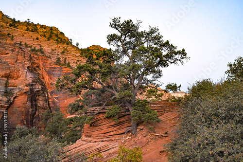 Pine Tree and Red Cliffs at Zion