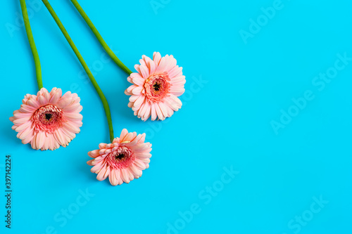 Three pink gerbera flowers on a blue background with copy space as a template for congratulations