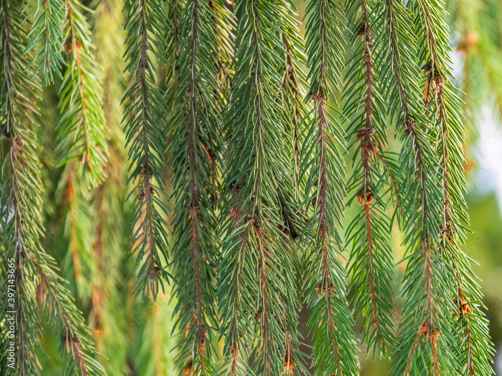 Green fir branches in winter during at sunset Green fir branches in winter during at sunset