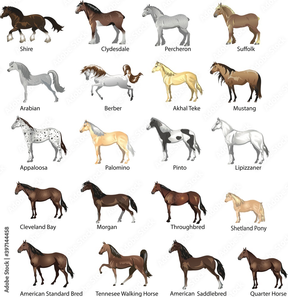 Horse breeds Set, Various Stallion, Animal , Gallop and Draught Horse -  Vector Illustration Stock Vector | Adobe Stock