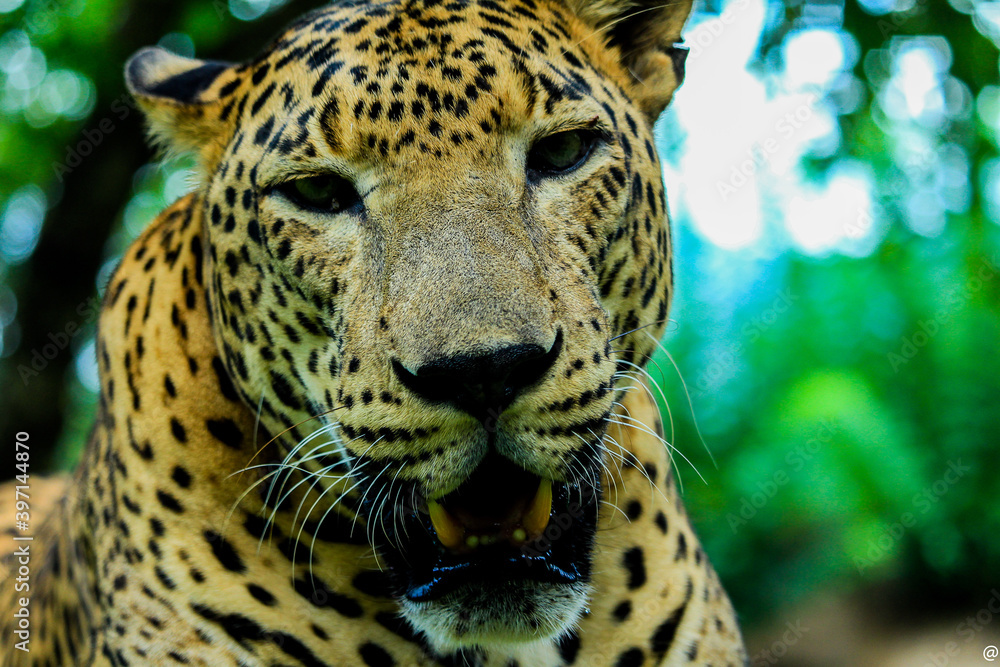 Fototapeta premium leopard in zoo