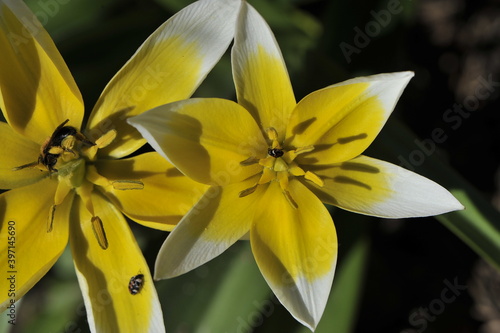Yellow flowers