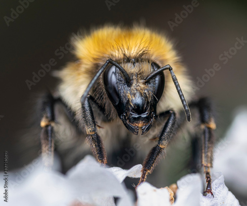 Tawny Mining Bee macro Portrait