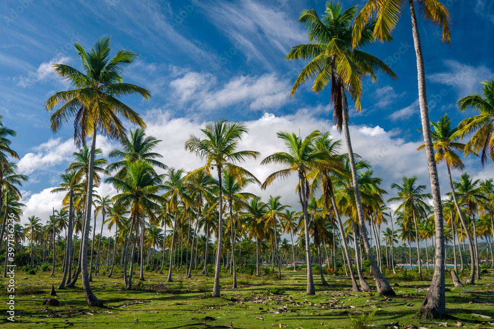 Obraz premium Palm forest near Playa del Aserradero in Samana province of Dominican Republic