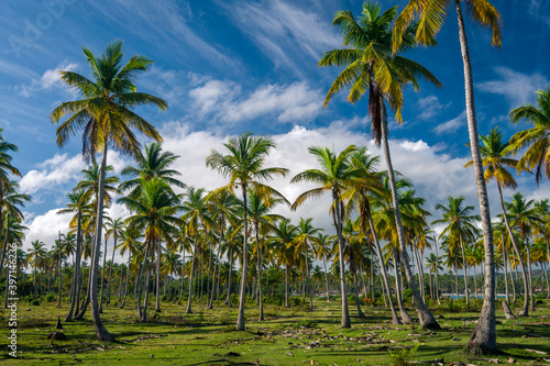 Palm forest near Playa del Aserradero in Samana province of Dominican Republic