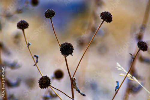 flowers against sky photo