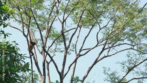 White-handed Gibbon, Hylobates lar, Female; hanging on branches on the left side, looking down then looks towards the camera, wind blows moving the tree in the afternoon at Huai Kha Kaeng, Thailand. photo