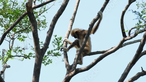 White-handed Gibbon, Hylobates lar, Female; sitting between branches looking to the left and down then scratches its back with its right hand, Huai Kha Kaeng Wildlife Sanctuary, Thailand. photo