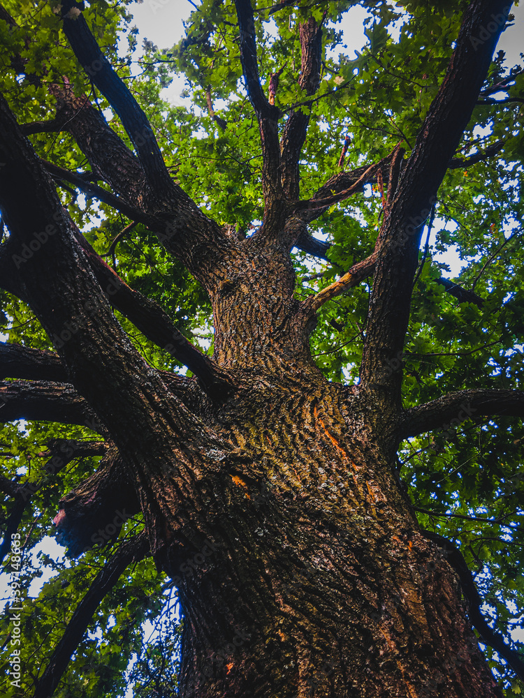 Fototapeta premium tree in the park