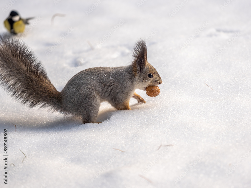 Squirrel hides nuts in the white snow Squirrel hides nuts in the white snow