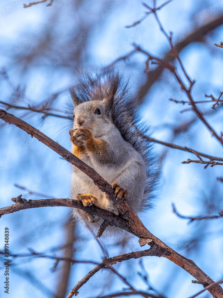 The squirrel sits on a branches in the winter or autumn on blue sky background The squirrel sits on a branches in the winter or autumn on blue sky background