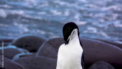 The penguins are standing on the shore grooming their breast feathers.  This is a close-up shot.