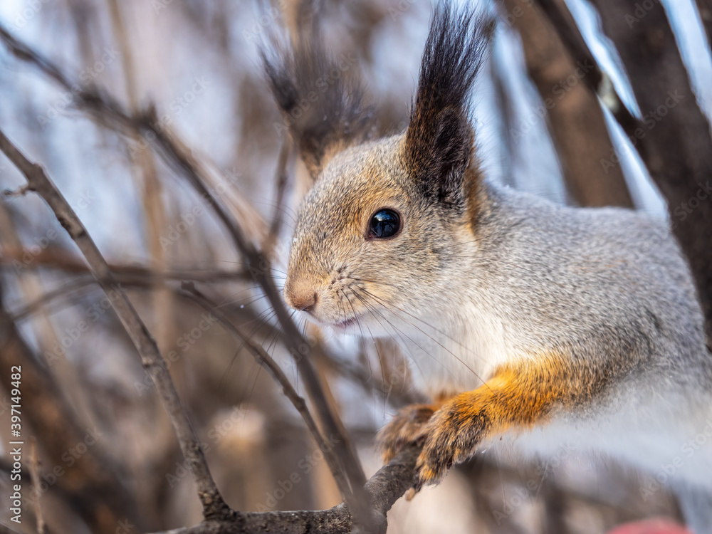 Fototapeta premium The squirrel funny sits on a branches in the winter or autumn