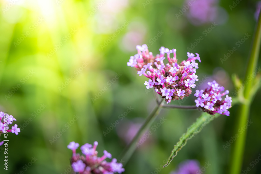 The background image of the colorful flowers The background image of the colorful flowers