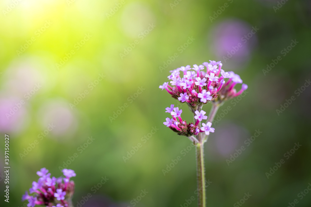 Obraz premium The background image of the colorful flowers