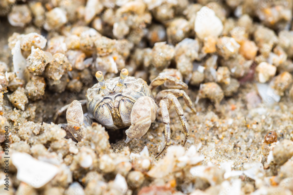 Ghost crab making sand balls on the beach