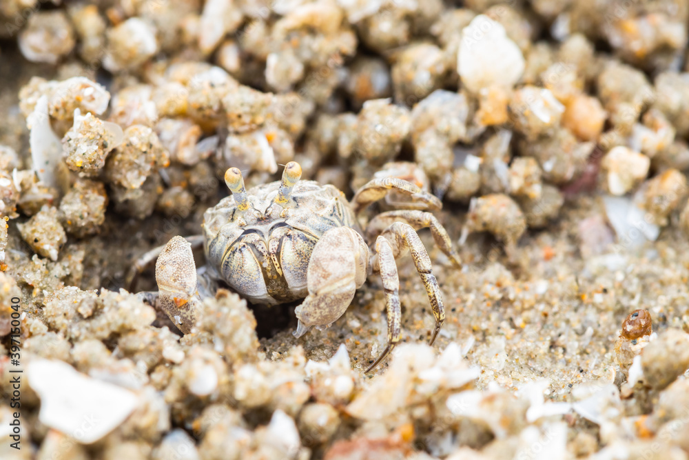 Ghost crab making sand balls on the beach Ghost crab making sand balls on the beach