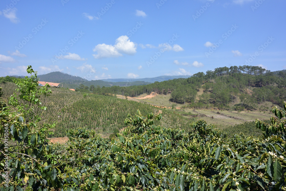 View of the coffee plantation in the vicinity of Dalat