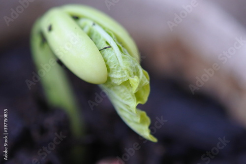 Common bean's sprout with a very new true leaves. Sprouting. photo