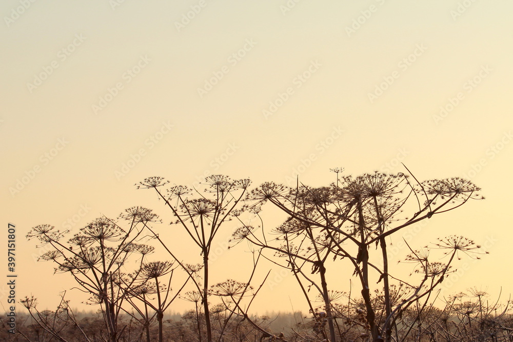 Silhouette of a hogweed lit by the sun against the background of a frosty winter sky